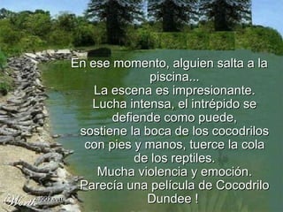 En ese momento, alguien salta a la piscina... La escena es impresionante. Lucha intensa, el intrépido se defiende como puede, sostiene la boca de los cocodrilos con pies y manos, tuerce la cola de los reptiles. Mucha violencia y emoción. Parecía una película de Cocodrilo Dundee !