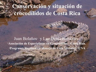 Conservación y situación de 
crocodílidos de Costa Rica 
Juan Bolaños1 y Luz Denia Barrantes1,2 
1Asociación de Especialistas en Crocodílidos - Costa Rica. 
2Programa Regional en Manejo de Vida Silvestre - UNA 
 