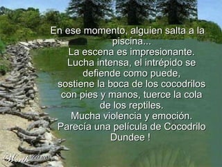 En ese momento, alguien salta a la
              piscina...
    La escena es impresionante.
   Lucha intensa, el intrépido se
       defiende como puede,
 sostiene la boca de los cocodrilos
  con pies y manos, tuerce la cola
           de los reptiles.
    Mucha violencia y emoción.
 Parecía una película de Cocodrilo
             Dundee !
 