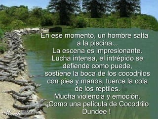 En ese momento, un hombre salta a la piscina... La escena es impresionante. Lucha intensa, el intrépido se defiende como puede, sostiene la boca de los cocodrilos con pies y manos, tuerce la cola de los reptiles. Mucha violencia y emoción. ¡Como una película de Cocodrilo Dundee !  