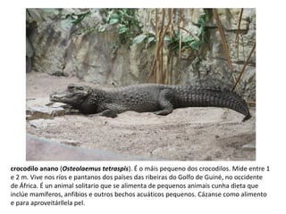 crocodilo anano (Osteolaemus tetraspis). É o máis pequeno dos crocodilos. Mide entre 1
e 2 m. Vive nos ríos e pantanos dos países das ribeiras do Golfo de Guiné, no occidente
de África. É un animal solitario que se alimenta de pequenos animais cunha dieta que
inclúe mamíferos, anfibios e outros bechos acuáticos pequenos. Cázanse como alimento
e para aproveitárllela pel.
 