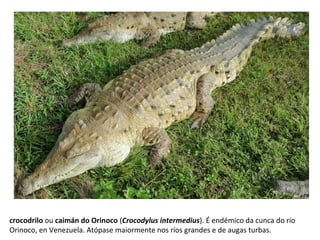 crocodrilo ou caimán do Orinoco (Crocodylus intermedius). É endémico da cunca do río
Orinoco, en Venezuela. Atópase maiormente nos ríos grandes e de augas turbas.
 