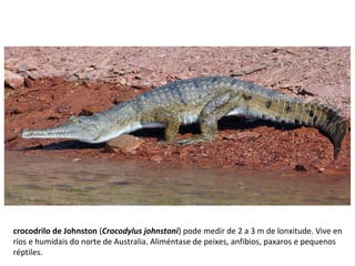 crocodrilo de Johnston (Crocodylus johnstoni) pode medir de 2 a 3 m de lonxitude. Vive en
ríos e humidais do norte de Australia. Aliméntase de peixes, anfibios, paxaros e pequenos
réptiles.
 