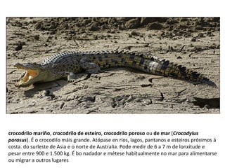 crocodrilo mariño, crocodrilo de esteiro, crocodrilo poroso ou de mar (Crocodylus
porosus). É o crocodilo máis grande. Atópase en ríos, lagos, pantanos e esteiros próximos á
costa. do surleste de Asia e o norte de Australia. Pode medir de 6 a 7 m de lonxitude e
pesar entre 900 e 1.500 kg. É bo nadador e métese habitualmente no mar para alimentarse
ou migrar a outros lugares
 