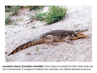 crocodrilo cubano (Crocodylus rhombifer). Só se atopa no surleste de Cuba. Pode medir ata
3,5 m de lonxitude. É a especie co hábitat máis reducido e ten hábitos bastante terrestres.
 