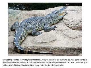 crocodrilo siamés (Crocodylus siamensis). Atópase en ríos do surleste de Asia continental e
das illas de Borneo e Java. É unha especie moi ameazada polo exceso de caza, calcúlase que
só hai uns 5.000 en libertade. Non mide máis de 3 m de lonxitude.
 