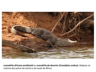 crocodrilo africano occidental ou crocodrilo do deserto (Crocodylus suchus). Atópase na
maioría dos países do centro e do oeste de África.
 