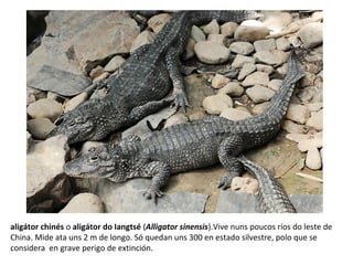 aligátor chinés o aligátor do Iangtsé (Alligator sinensis).Vive nuns poucos ríos do leste de
China. Mide ata uns 2 m de longo. Só quedan uns 300 en estado silvestre, polo que se
considera en grave perigo de extinción.
 