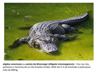 aligátor americano ou caimán do Mississippi (Alligator mississippiensis). Vive nos ríos,
pantanos e marismas do sur dos Estados Unidos. Mide ata 5 m de lonxitude e pode pesar
máis de 400 kg.
 