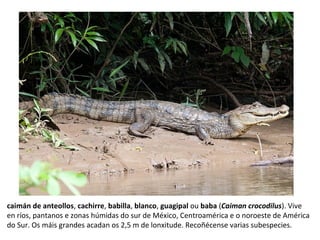 caimán de anteollos, cachirre, babilla, blanco, guagipal ou baba (Caiman crocodilus). Vive
en ríos, pantanos e zonas húmidas do sur de México, Centroamérica e o noroeste de América
do Sur. Os máis grandes acadan os 2,5 m de lonxitude. Recoñécense varias subespecies.
 