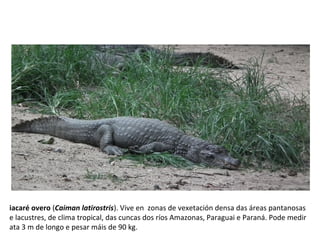 iacaré overo (Caiman latirostris). Vive en zonas de vexetación densa das áreas pantanosas
e lacustres, de clima tropical, das cuncas dos ríos Amazonas, Paraguai e Paraná. Pode medir
ata 3 m de longo e pesar máis de 90 kg.
 