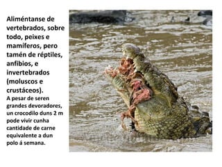 Aliméntanse de
vertebrados, sobre
todo, peixes e
mamíferos, pero
tamén de réptiles,
anfibios, e
invertebrados
(moluscos e
crustáceos).
A pesar de seren
grandes devoradores,
un crocodilo duns 2 m
pode vivir cunha
cantidade de carne
equivalente a dun
polo á semana.
 
