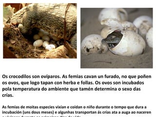 Os crocodilos son ovíparos. As femias cavan un furado, no que poñen
os ovos, que logo tapan con herba e follas. Os ovos son incubados
pola temperatura do ambiente que tamén determina o sexo das
crías.
As femias de moitas especies vixían e coidan o niño durante o tempo que dura a
incubación (uns dous meses) e algunhas transportan ás crías ata a auga ao naceren
 