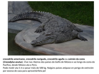 crocodrilo americano, crocodrilo narigudo, crocodrilo agulla ou caimán da costa
(Crocodylus acutus). Vive nas ribeiras dos países do Golfo de México e ao longo da costa do
Pacífico, desde México ata o Perú.
Pode medir ata 5 m e pesar máis de 500 kg. Nalgúns países atópase en perigo de extinción
por exceso de caza para aproveitárllela pel
 