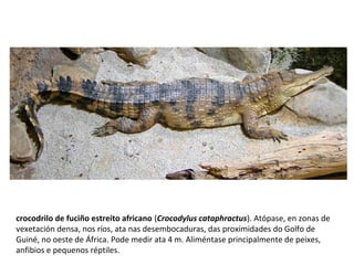 crocodrilo de fuciño estreito africano (Crocodylus cataphractus). Atópase, en zonas de
vexetación densa, nos ríos, ata nas desembocaduras, das proximidades do Golfo de
Guiné, no oeste de África. Pode medir ata 4 m. Aliméntase principalmente de peixes,
anfibios e pequenos réptiles.
 