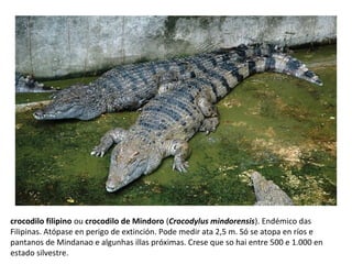 crocodilo filipino ou crocodilo de Mindoro (Crocodylus mindorensis). Endémico das
Filipinas. Atópase en perigo de extinción. Pode medir ata 2,5 m. Só se atopa en ríos e
pantanos de Mindanao e algunhas illas próximas. Crese que so hai entre 500 e 1.000 en
estado silvestre.
 