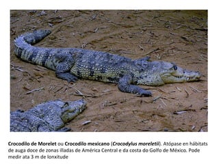 Crocodilo de Morelet ou Crocodilo mexicano (Crocodylus moreletii). Atópase en hábitats
de auga doce de zonas illadas de América Central e da costa do Golfo de México. Pode
medir ata 3 m de lonxitude
 