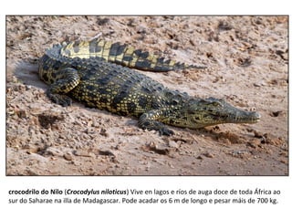 crocodrilo do Nilo (Crocodylus niloticus) Vive en lagos e ríos de auga doce de toda África ao
sur do Saharae na illa de Madagascar. Pode acadar os 6 m de longo e pesar máis de 700 kg.
 