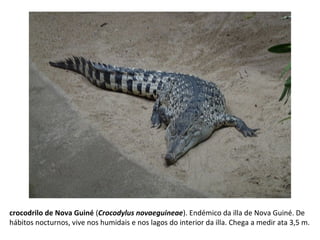 crocodrilo de Nova Guiné (Crocodylus novaeguineae). Endémico da illa de Nova Guiné. De
hábitos nocturnos, vive nos humidais e nos lagos do interior da illa. Chega a medir ata 3,5 m.
 