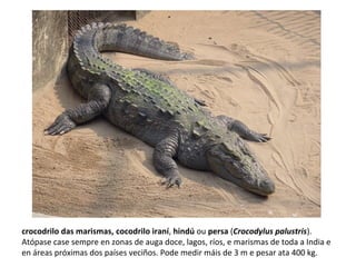crocodrilo das marismas, cocodrilo iraní, hindú ou persa (Crocodylus palustris).
Atópase case sempre en zonas de auga doce, lagos, ríos, e marismas de toda a India e
en áreas próximas dos países veciños. Pode medir máis de 3 m e pesar ata 400 kg.
 