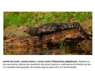 caimán de Cuvier, caimán anano ou iacaré anano (Paleosuchus palpebrosus). Atópase en
ríos coas beiras cubertas de vexetación das áreas tropicais e subtropicais de América do Sur.
E o crocodilo máis pequeño. Os machos apenas pasan de 1,5 m de lonxitude.
 