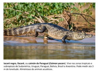iacaré negro, llacaré, ou caimán de Paraguai (Caiman yacare). Vive nas zonas tropicais e
subropicais de Sudamérica, Uruguai, Paraguai, Bolivia, Brasil e Arxentina. Pode medir ata 3
m de lonxitude. Aliméntase de animais acuáticos.
 