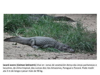 iacaré overo (Caiman latirostris).Vive en zonas de vexetación densa das áreas pantanosas e
lacustres, de clima tropical, das cuncas dos ríos Amazonas, Paraguai e Paraná. Pode medir
ata 3 m de longo e pesar máis de 90 kg.
 