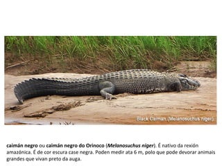caimán negro ou caimán negro do Orinoco (Melanosuchus niger). É nativo da rexión
amazónica. É de cor escura case negra. Poden medir ata 6 m, polo que pode devorar animais
grandes que vivan preto da auga.
 
