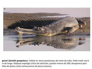 gavial (Gavialis gangeticus). Habita en zonas pantanosas do norte da India. Pode medir ata 6
m de longo. Atópase enperigo crítico de extinción, quedan menos de 200; desaparece pola
falta de peixes como consecuencia da pesca excesiva.
 