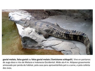 gavial malaio, falso gavial ou falso gavial malaio (Tomistoma schlegelii). Vive en pantanos
de auga doce e ríos de Malasia e Indonesia Occidental. Mide ata 4 m. Atópase gravemente
ameazado por perda do hábitat, pola caza para aproveitárllela pel e a carne, e pola colleita
dos ovos.
 