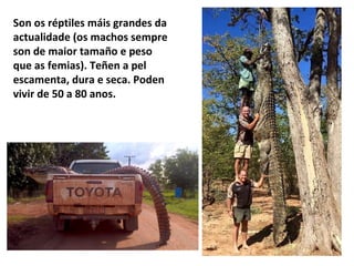 Son os réptiles máis grandes da
actualidade (os machos sempre
son de maior tamaño e peso
que as femias). Teñen a pel
escamenta, dura e seca. Poden
vivir de 50 a 80 anos.
 