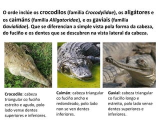 O orde inclúe os crocodilos (familia Crocodylidae), os aligátores e
os caimáns (familia Alligatoridae), e os gaviais (familia
Gavialidae). Que se diferencian a simple vista pola forma da cabeza,
do fuciño e os dentes que se descubren na vista lateral da cabeza.
Crocodilo: cabeza
triangular co fuciño
estreito e agudo, polo
lado vense dentes
superiores e inferiores.
Caimán: cabeza triangular
co fuciño ancho e
redondeado, polo lado
non se ven dentes
inferiores.
Gavial: cabeza triangular
co fuciño longo e
estreito, polo lado vense
dentes superiores e
inferiores.
 