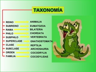 Actualizar 55+ imagen taxonomía del cocodrilo