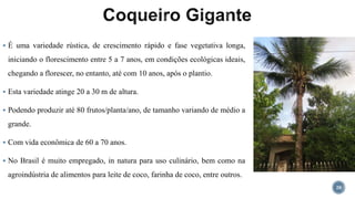  É uma variedade rústica, de crescimento rápido e fase vegetativa longa,
iniciando o florescimento entre 5 a 7 anos, em condições ecológicas ideais,
chegando a florescer, no entanto, até com 10 anos, após o plantio.
 Esta variedade atinge 20 a 30 m de altura.
 Podendo produzir até 80 frutos/planta/ano, de tamanho variando de médio a
grande.
 Com vida econômica de 60 a 70 anos.
 No Brasil é muito empregado, in natura para uso culinário, bem como na
agroindústria de alimentos para leite de coco, farinha de coco, entre outros.
20
 