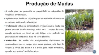  A muda pode ser produzida na propriedade ou adquiridas de
viveiristas credenciados.
 A produção de mudas de coqueiro pode ser realizada utilizando-se
os métodos tradicional e alternativo:
 Tradicional: Utiliza-se germinadouro e viveiro onde a muda fica
pronta para ser levada ao campo entre 10 a 12 meses de idade,
quando apresenta em torno de oito folhas vivas podendo ser
produzidas em raízes nuas e /ou em sacos plásticos.
 Alternativo: As mudas são transplantadas diretamente do
germinadouro para o campo, sem passar portanto pela fase de
viveiro, e levam em média 4 a 6 meses para serem produzidas,
quando apresentam 3 a 4 folhas vivas. 23
 