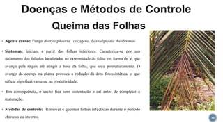  Agente causal: Fungo Botryosphaeria cocogena, Lasiodiplodia theobromae
 Sintomas: Iniciam a partir das folhas inferiores. Caracteriza-se por um
secamento dos folíolos localizados na extremidade da folha em forma de V, que
avança pela ráquis até atingir a base da folha, que seca prematuramente. O
avanço da doença na planta provoca a redução da área fotossintética, o que
reflete significativamente na produtividade.
 Em consequência, o cacho fica sem sustentação e cai antes de completar a
maturação.
 Medidas de controle: Remover e queimar folhas infectadas durante o período
chuvoso ou inverno. 30
 