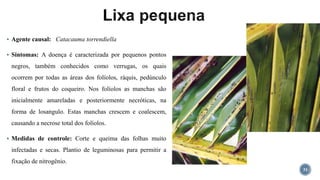  Agente causal: Catacauma torrendiella
 Sintomas: A doença é caracterizada por pequenos pontos
negros, também conhecidos como verrugas, os quais
ocorrem por todas as áreas dos folíolos, ráquis, pedúnculo
floral e frutos do coqueiro. Nos folíolos as manchas são
inicialmente amareladas e posteriormente necróticas, na
forma de losangulo. Estas manchas crescem e coalescem,
causando a necrose total dos folíolos.
 Medidas de controle: Corte e queima das folhas muito
infectadas e secas. Plantio de leguminosas para permitir a
fixação de nitrogênio.
31
 
