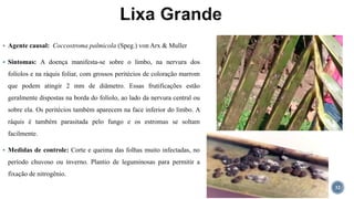  Agente causal: Coccostroma palmicola (Speg.) von Arx & Muller
 Sintomas: A doença manifesta-se sobre o limbo, na nervura dos
folíolos e na ráquis foliar, com grossos peritécios de coloração marrom
que podem atingir 2 mm de diâmetro. Essas frutificações estão
geralmente dispostas na borda do folíolo, ao lado da nervura central ou
sobre ela. Os peritécios também aparecem na face inferior do limbo. A
ráquis é também parasitada pelo fungo e os estromas se soltam
facilmente.
 Medidas de controle: Corte e queima das folhas muito infectadas, no
período chuvoso ou inverno. Plantio de leguminosas para permitir a
fixação de nitrogênio.
32
 
