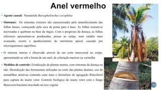  Agente causal: Nematóide Bursaphelenchus cocophilus
 Sintomas: Os sintomas externos são caracterizados pelo amarelecimento das
folhas basais, começando pela seca da ponta para a base. As folhas tornam-se
necrosadas e quebram na base da ráquis. Com o progresso da doença, as folhas
inferiores apresentam-se penduradas, presas ao estipe, num estádio mais
avançado, ocorre o apodrecimento do meristema apical, causado por
microrganismos saprófitos.
 O sintoma interno é observado através de um corte transversal no estipe,
apresentando-se sob a forma de um anel, de coloração marrom ou vermelha
 Medidas de controle: Erradicação de plantas mortas, com sintomas da doença ou
não. Desinfecção das ferramentas utilizadas no corte das plantas doentes, uso de
armadilhas atrativas contendo cana mais o feromônio de agregação Rincoforol
para captura do inseto vetor. Controle biológico do inseto vetor com o fungo
Beauveria bassiana inoculado na isca vegetal 33
 