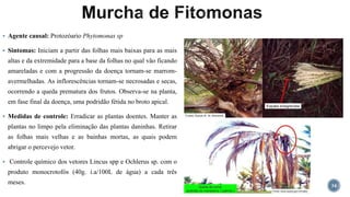  Agente causal: Protozóario Phytomonas sp
 Sintomas: Iniciam a partir das folhas mais baixas para as mais
altas e da extremidade para a base da folhas no qual vão ficando
amareladas e com a progressão da doença tornam-se marrom-
avermelhadas. As inflorescências tornam-se necrosadas e secas,
ocorrendo a queda prematura dos frutos. Observa-se na planta,
em fase final da doença, uma podridão fétida no broto apical.
 Medidas de controle: Erradicar as plantas doentes. Manter as
plantas no limpo pela eliminação das plantas daninhas. Retirar
as folhas mais velhas e as bainhas mortas, as quais podem
abrigar o percevejo vetor.
 Controle químico dos vetores Lincus spp e Ochlerus sp. com o
produto monocrotofós (40g. i.a/100L de água) a cada três
meses. 34
 