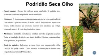  Agente causal: Doença de etiologia ainda indefinida. A podridão seca
ocorre em viveiros e em plantios novos definitivos.
 Sintomas: O sintoma externo da doença caracteriza-se pela paralização do
crescimento e pelo secamento da folha central. Internamente, aparece no
coleto, lesões internas de coloração marrom com aparência de cortiça,
observada através de corte longitudinal na planta.
 Medidas de controle: Erradicação imediata de todas as plantas doentes.
Evitar a instalação do viveiro em locais úmidos. Eliminar ervas daninhas,
principalmente, as gramíneas.
 Controle químico: Pulverizar as áreas foco com monocrotofós (40g.
i.a/100L de água) a cada 15 dias visando a eliminação do inseto vetor
(cigarrinhas da família Delphacidae). 35
 