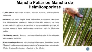  Agente causal: Drechslera incurvata, Bipolaris incurvata, Helmintosporium
incurvatum
 Sintomas: Nas folhas surgem lesões arredondadas de coloração verde claro
com o centro escuro, ocorrendo a formação de um halo amarelado. Em casos
severos, as lesões coalescem provocando o secamento dos folíolos, podendo até
provocar a morte da planta. Na planta aparecem sempre a partir das folhas mais
velhas.
 Medidas de controle: Remover e queimar folhas infectadas. Evitar adubação
excessiva com nitrogênio.
 Controle químico: Controle pulverizando a folhagem com fungicidas a base de
Mancozeb ou Captan em intervalos semanais ou Tebuconazole em intervalos de
15 dias direcionando o jato para a face inferior dos folíolos. 36
 