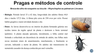  Biologia: Período larval 33 a 62 dias, longevidade dos adultos fêmea 44,8
dias e macho 127,5 dias. A fêmea põe cerca de 250 ovos por ciclo. Possui
habito gregário e maior atividade durante o dia
Dano: As larvas desenvolve-se no interior da planta formando galerias nos
tecidos tenros da região apical da planta e destroem o broto terminal
(palmito). A planta atacada apresenta, inicialmente, a folha central mal
formada e esfacelada em decorrência da entrada do adulto, nas folhas mais
novas mostram sinais de amarelamento, murchamento, e finalmente se
curvam, indicando a morte da planta. Os adultos são transmissores do
nematoide causador da doença conhecida por anel vermelho.
37
 