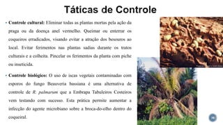  Controle cultural: Eliminar todas as plantas mortas pela ação da
praga ou da doença anel vermelho. Queimar ou enterrar os
coqueiros erradicados, visando evitar a atração dos besouros ao
local. Evitar ferimentos nas plantas sadias durante os tratos
culturais e a colheita. Pincelar os ferimentos da planta com piche
ou inseticida.
 Controle biológico: O uso de iscas vegetais contaminadas com
esporos do fungo Beauveria bassiana é uma alternativa de
controle de R. palmarum que a Embrapa Tabuleiros Costeiros
vem testando com sucesso. Esta prática permite aumentar a
infecção do agente microbiano sobre a broca-do-olho dentro do
coqueiral. 38
 