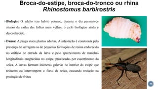 Biologia: O adulto tem habito noturno, durante o dia permanece
abaixo da axilas das folhas mais velhas, o ciclo biológico ainda é
desconhecido.
Danos: A praga ataca plantas adultas, A infestação é constatada pela
presença de serragem ou de pequenas formações de resina endurecida
no orifício de entrada da larva e pelo aparecimento de manchas
longitudinais enegrecidas no estipe, provocadas por escorrimento da
seiva. A larvas formam inúmeras galerias no interior do estipe que
reduzem ou interrompem o fluxo de seiva, causando redução na
produção de frutos
39
 