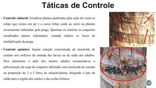  Controle cultural: Erradicar plantas quebradas pela ação do vento (o
estipe que restou em pé e a coroa foliar caída ao solo) ou plantas
severamente infestadas pela praga. Queimar ou enterrar os coqueiros
erradicados (partes infestadas), visando reduzir os focos de
multiplicação da praga.
 Controle químico: Injetar solução concentrada de inseticida de
contato nos orifícios de entrada das larvas ou de saída dos adultos.
Para minimizar a ação dos insetos adultos recomenda-se a
pulverização da copa do coqueiro infestado com inseticida de contato
na proporção de 3 a 5 litros de solução/planta, dirigindo o jato da
calda para a região dos cachos e das axilas foliares.
40
 