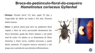  Biologia: Período larval 112 dias, pupal 29 dias a
longevidade do adulto em media é 431 dias. Possuem
habito noturno.
Dano: A galeria aberta pela larva no pedúnculo floral
impede o fluxo de seiva, provocando abortamento das
flores femininas, queda dos frutos imaturos e até perda
total do cacho. Os adultos ao se alimentarem de flores
femininas e frutos novos, também provocam a queda
destas estruturas. O coqueiro torna-se suscetível a esta
praga com a emissão de suas primeiras inflorescências.
41
 