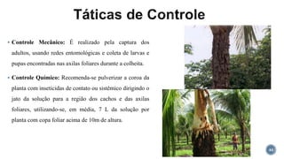  Controle Mecânico: É realizado pela captura dos
adultos, usando redes entomológicas e coleta de larvas e
pupas encontradas nas axilas foliares durante a colheita.
 Controle Químico: Recomenda-se pulverizar a coroa da
planta com inseticidas de contato ou sistêmico dirigindo o
jato da solução para a região dos cachos e das axilas
foliares, utilizando-se, em média, 7 L da solução por
planta com copa foliar acima de 10m de altura.
44
 