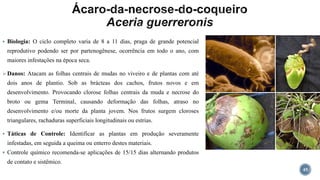  Biologia: O ciclo completo varia de 8 a 11 dias, praga de grande potencial
reprodutivo podendo ser por partenogênese, ocorrência em todo o ano, com
maiores infestações na época seca.
Danos: Atacam as folhas centrais de mudas no viveiro e de plantas com até
dois anos de plantio. Sob as brácteas dos cachos, frutos novos e em
desenvolvimento. Provocando clorose folhas centrais da muda e necrose do
broto ou gema Terminal, causando deformação das folhas, atraso no
desenvolvimento e/ou morte da planta jovem. Nos frutos surgem cloroses
triangulares, rachaduras superficiais longitudinais ou estrias.
 Táticas de Controle: Identificar as plantas em produção severamente
infestadas, em seguida a queima ou enterro destes materiais.
 Controle químico recomenda-se aplicações de 15/15 dias alternando produtos
de contato e sistêmico.
45
 