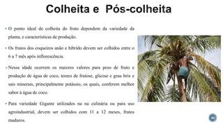  O ponto ideal de colheita do fruto dependem da variedade da
planta, e características de produção.
 Os frutos dos coqueiros anão e híbrido devem ser colhidos entre o
6 a 7 mês após inflorescência.
Nessa idade ocorrem os maiores valores para peso de fruto e
produção de água de coco, teores de frutose, glicose e grau brix e
sais minerais, principalmente potássio, os quais, conferem melhor
sabor à água de coco.
 Para variedade Gigante utilizados na na culinária ou para uso
agroindustrial, devem ser colhidos com 11 a 12 meses, frutos
maduros.
46
 